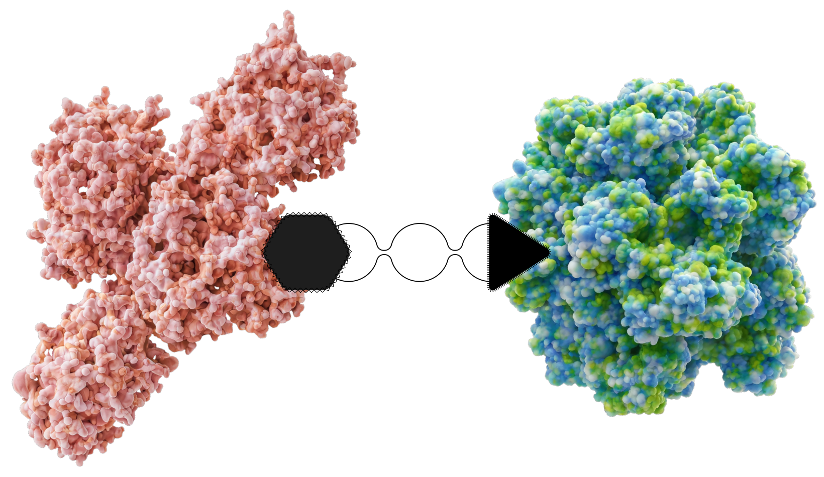 Heterobifunctional molecules: protein amplified on ecDNA linked to ecDNA-specific targets