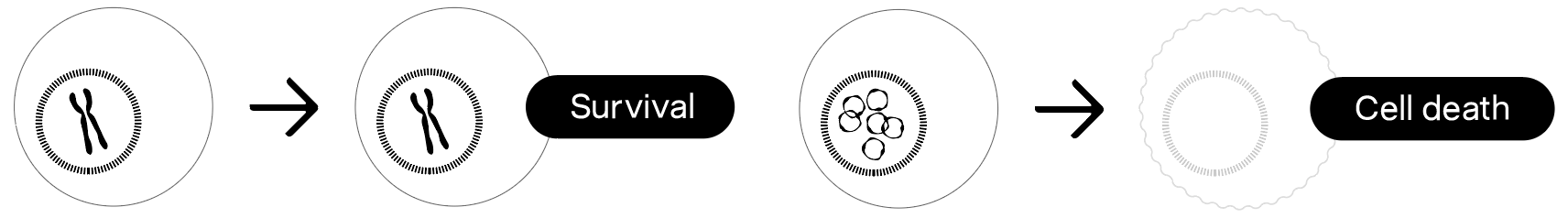 Normal cells: survival. ecDNA tumor cells: cell death.