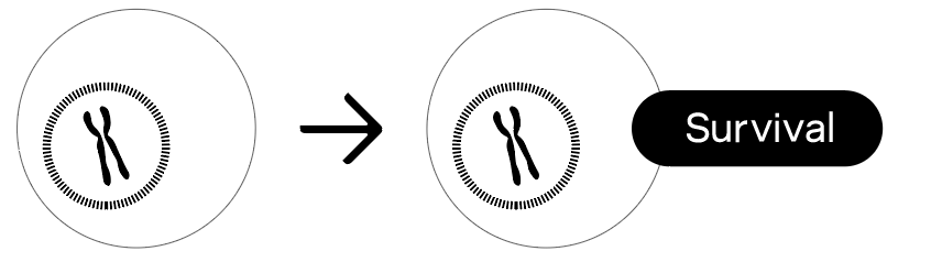 Normal cells: survival.