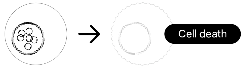 ecDNA tumor cells: cell death.